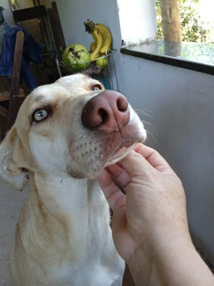 Cachorro raça sem raça definida idade 2 anos nome Batatinha