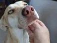 Batatinha
