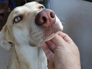 Cachorro raça sem raça definida idade 2 anos nome Batatinha