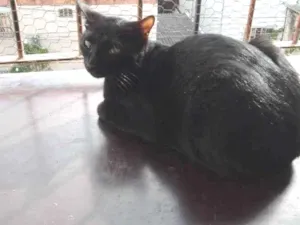 Gato raça vira latas idade 7 a 11 meses nome kodão