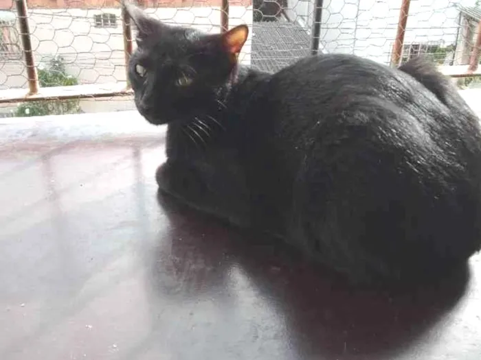 Gato ra a vira latas idade 7 a 11 meses nome kodão