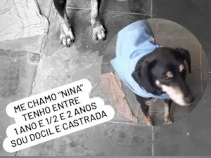 Cachorro raça Vira lata idade 1 ano nome Nina