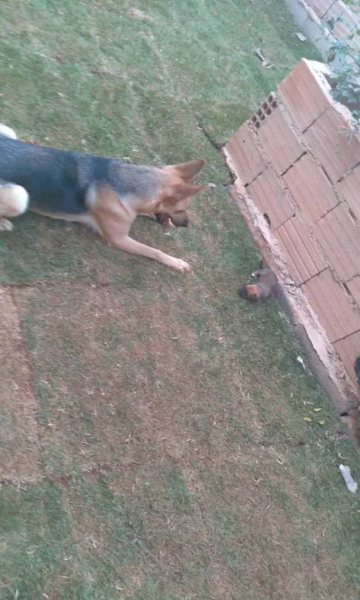 Cachorro raça Pastor alemão  idade 3 anos nome Pretinha 