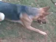 Pretinha 