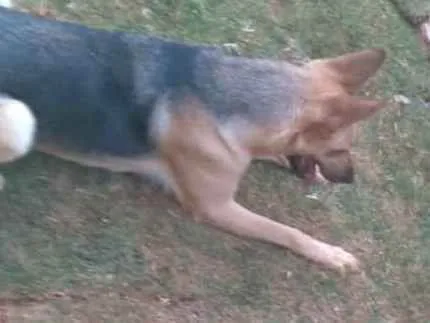 Cachorro raça Pastor alemão  idade 3 anos nome Pretinha 
