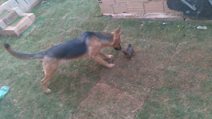 Cachorro raça Pastor alemão  idade 3 anos nome Pretinha 
