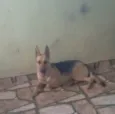 Pretinha 