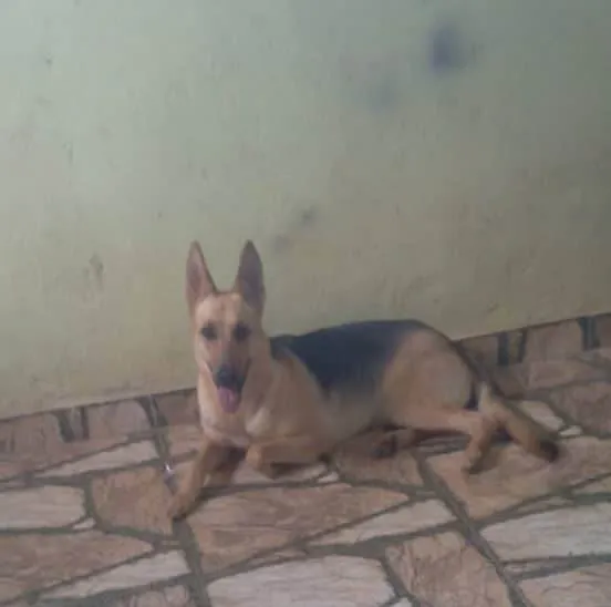 Cachorro raça Pastor alemão  idade 3 anos nome Pretinha 