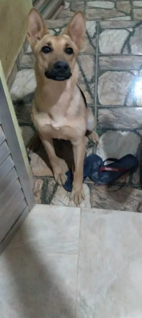 Cachorro raça Pastor alemão  idade 3 anos nome Pretinha 