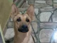Pretinha 