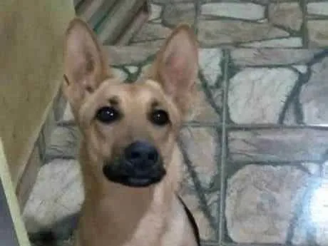 Cachorro raça Pastor alemão  idade 3 anos nome Pretinha 