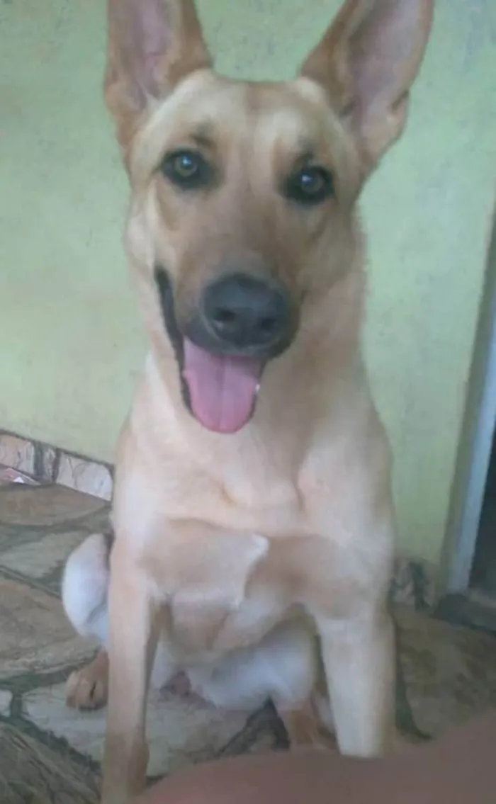 Cachorro raça Pastor alemão  idade 3 anos nome Pretinha 