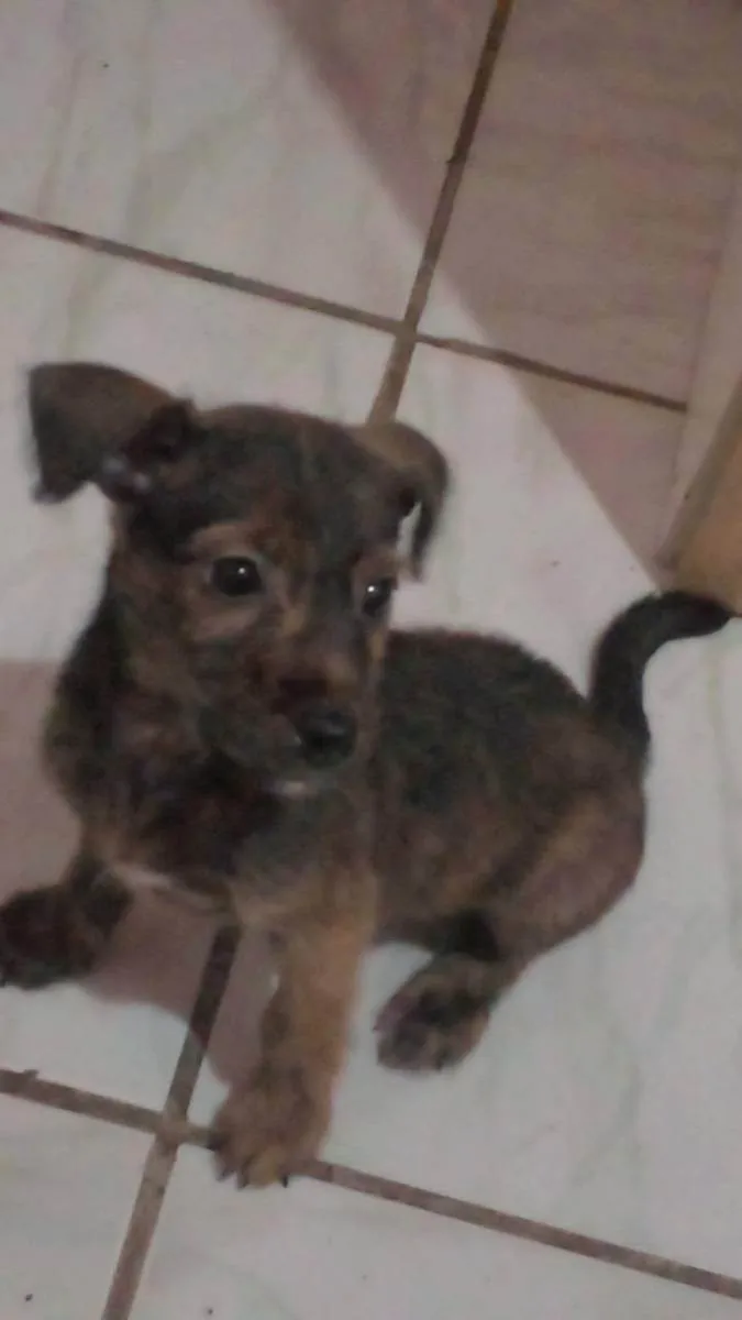 Cachorro raça  idade Abaixo de 2 meses nome Aylla