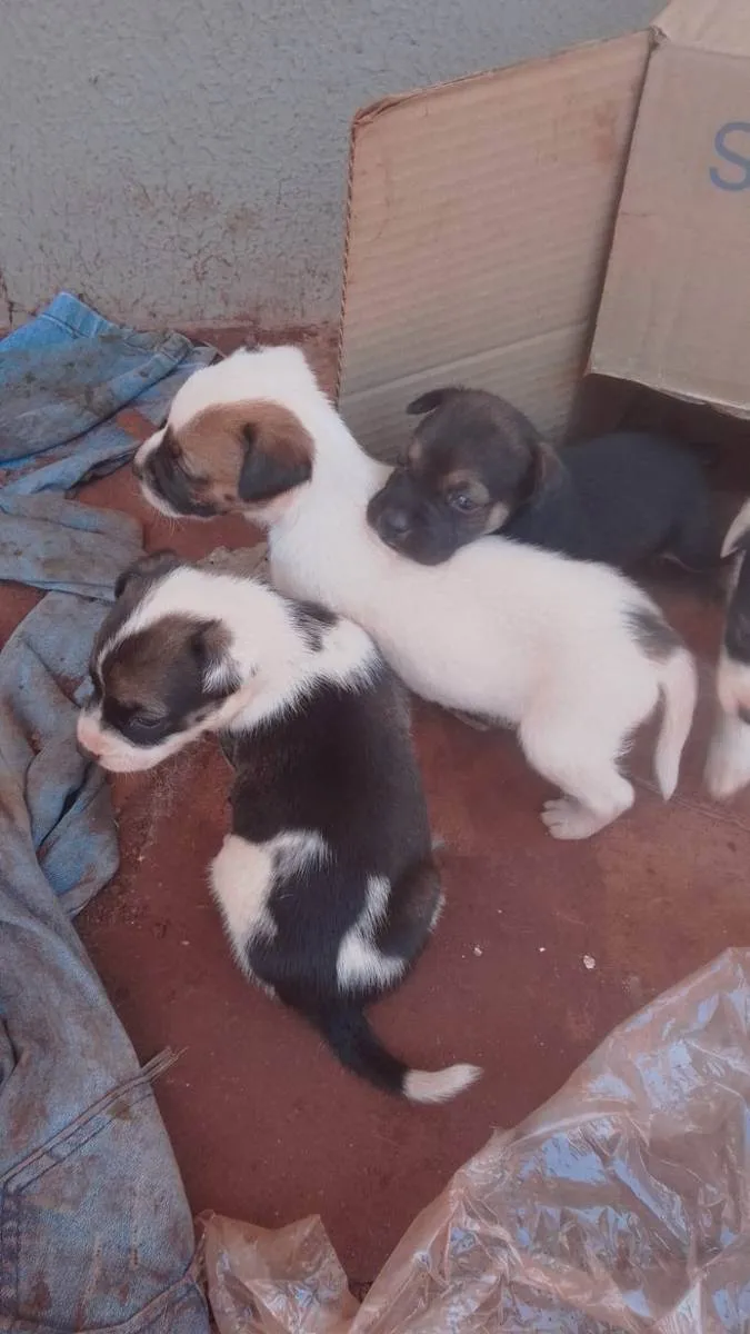 Cachorro ra a  idade Abaixo de 2 meses nome Quadrilha