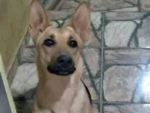 Cachorro raça Pastor alemão  idade 3 anos nome Pretinha 