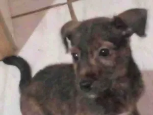 Cachorro raça  idade Abaixo de 2 meses nome Aylla
