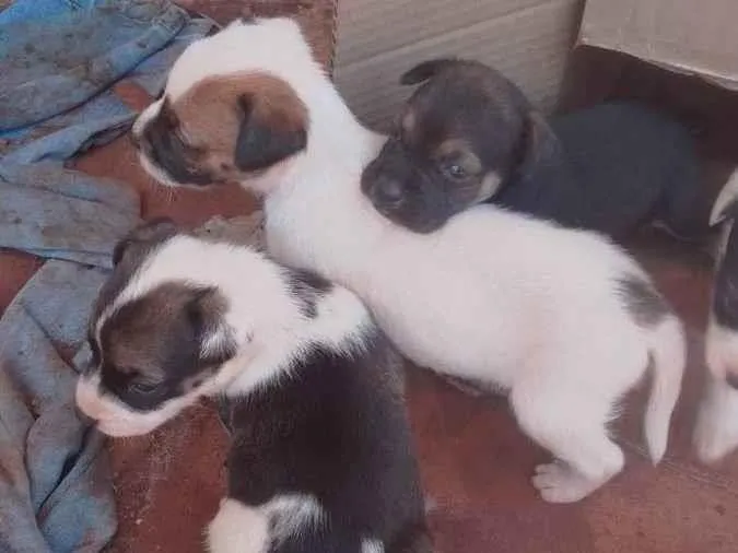 Cachorro ra a  idade Abaixo de 2 meses nome Quadrilha