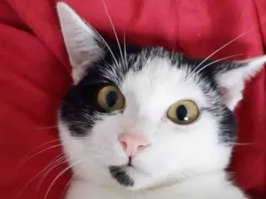 Gato raça SRD idade 2 a 6 meses nome FELÍCIA