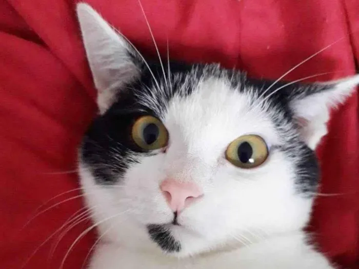 Gato raça SRD idade 2 a 6 meses nome FELÍCIA