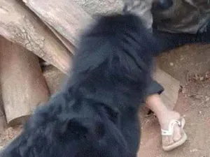 Cachorro raça Golden com viralata idade 2 anos nome Bingo