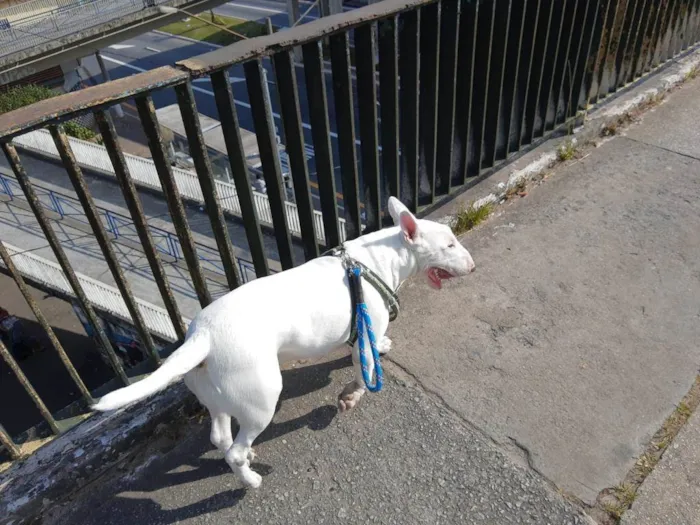Cachorro ra a BULLTERIER idade 3 anos nome THOR
