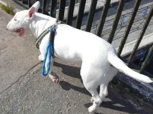 Cachorro raça BULLTERIER idade 3 anos nome THOR