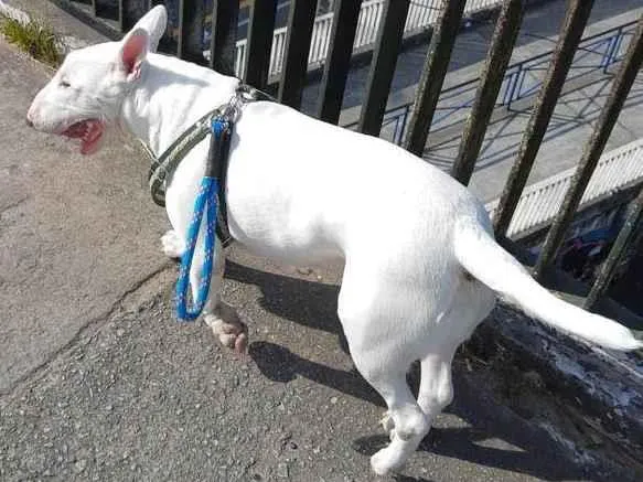 Cachorro ra a BULLTERIER idade 3 anos nome THOR