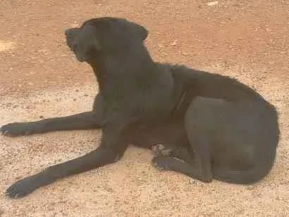 Cachorro ra a  idade  nome Qualquer nome