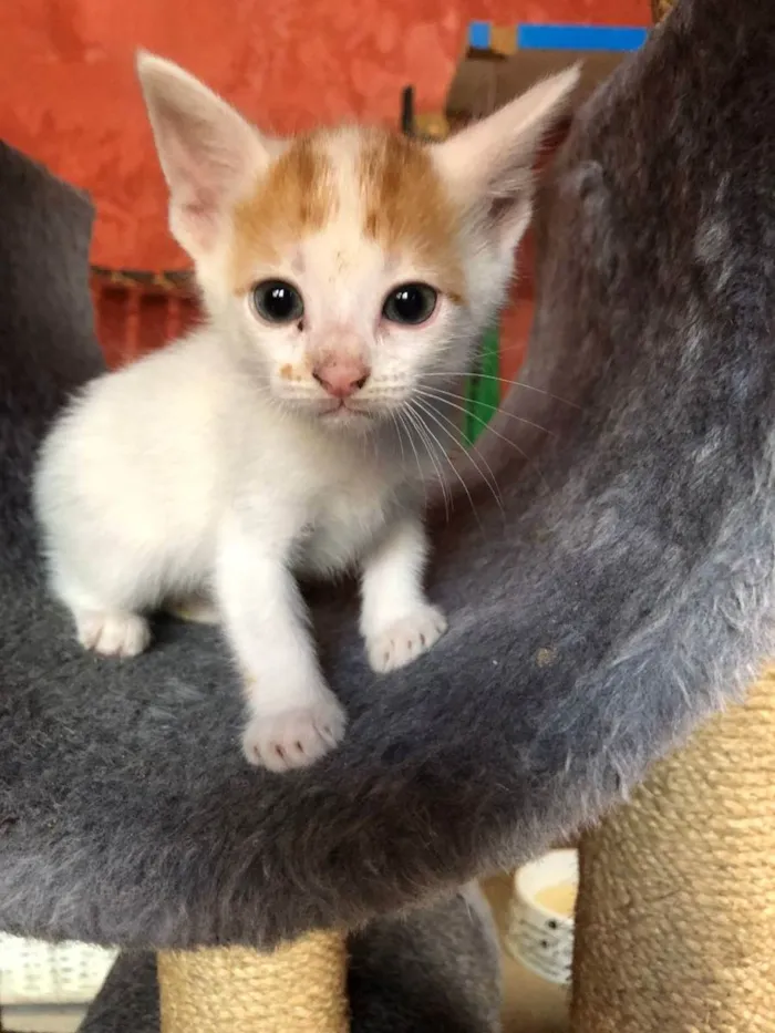 Gato raça SRD idade Abaixo de 2 meses nome Vivian