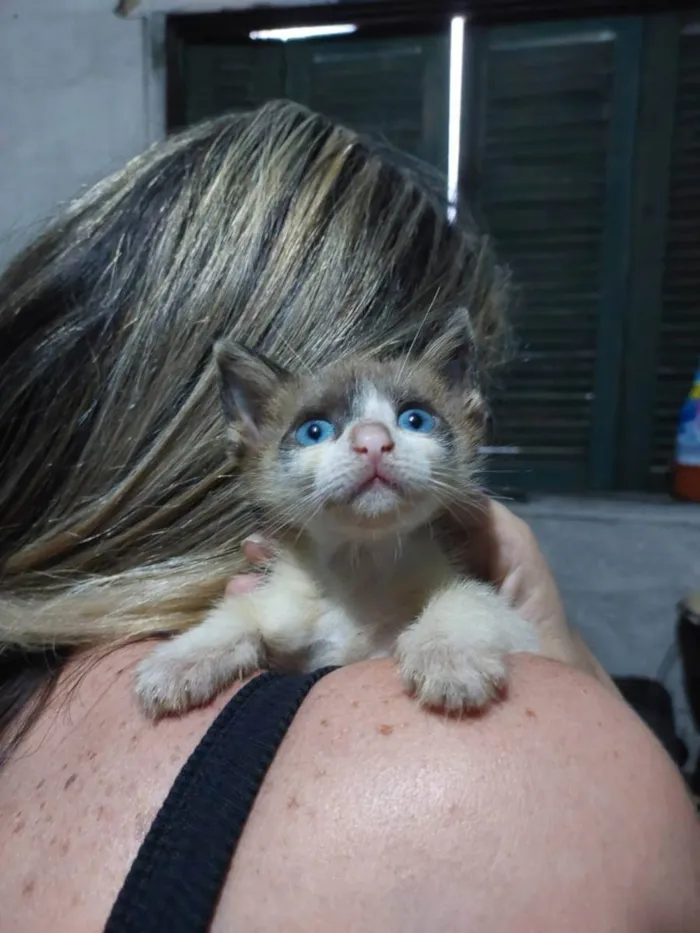 Gato raça SRD idade Abaixo de 2 meses nome JOAQUINA