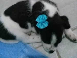 Cachorro raça Indefinido  idade Abaixo de 2 meses nome Adele 