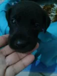 Moly