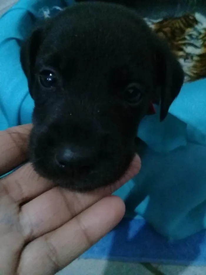 Cachorro raça Indefinido  idade Abaixo de 2 meses nome Moly