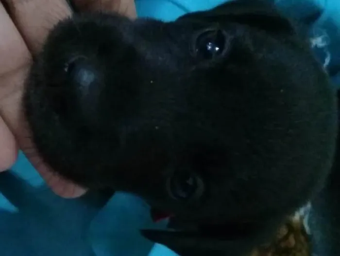 Cachorro raça Indefinido  idade Abaixo de 2 meses nome Moly