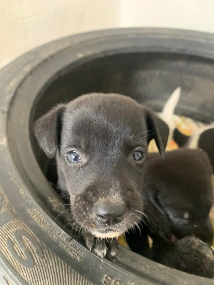 Cachorro raça Indefinido  idade Abaixo de 2 meses nome Brad