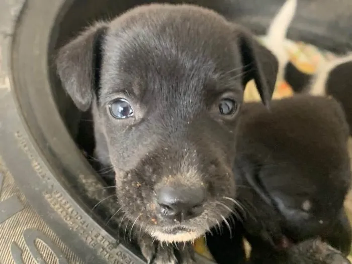 Cachorro raça Indefinido  idade Abaixo de 2 meses nome Brad