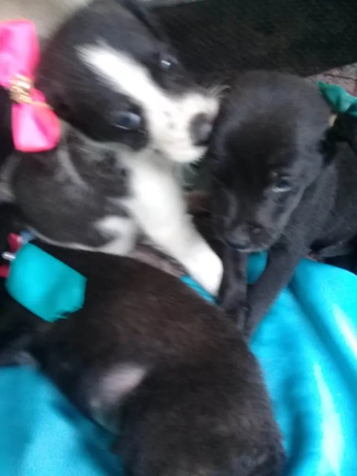 Cachorro raça Indefinido  idade Abaixo de 2 meses nome Brad