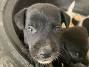 Cachorro raça Indefinido  idade Abaixo de 2 meses nome Brad