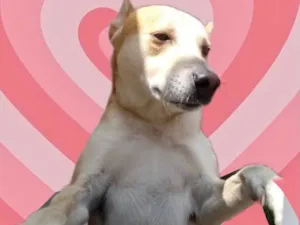 Cachorro raça Srd idade 1 ano nome Trovão 