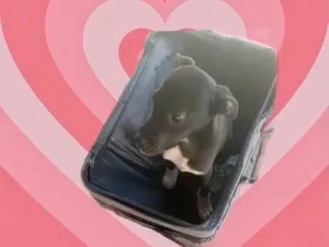 Cachorro raça Srd idade 2 a 6 meses nome Leo bb6meses 