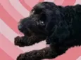 Cachorro raça Poodle  idade 1 ano nome Bob Poodle lindo 