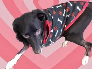 Cachorro raça Srd idade 1 ano nome Billy amor especial 