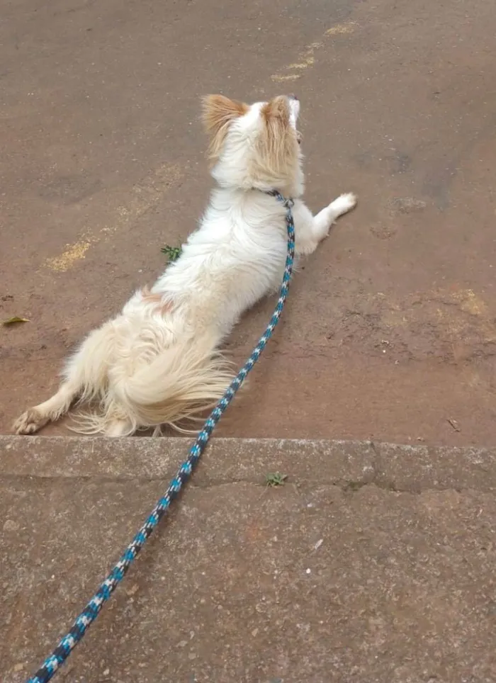 Cachorro raça Srd idade 1 ano nome Thor porteP lindo 