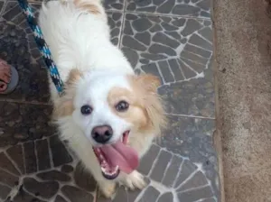 Cachorro raça Srd idade 1 ano nome Thor porteP lindo 