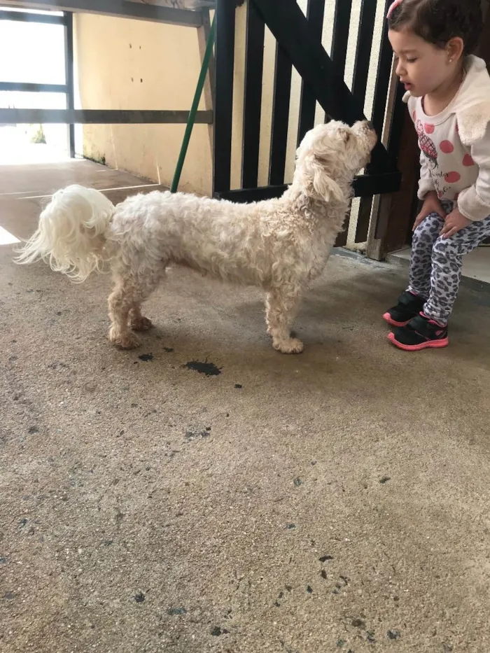 Cachorro ra a Lhasa  idade 3 anos nome Bella