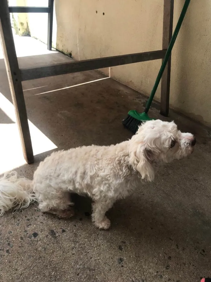 Cachorro ra a Lhasa  idade 3 anos nome Bella