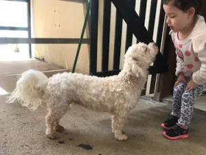 Cachorro raça Lhasa  idade 3 anos nome Bella