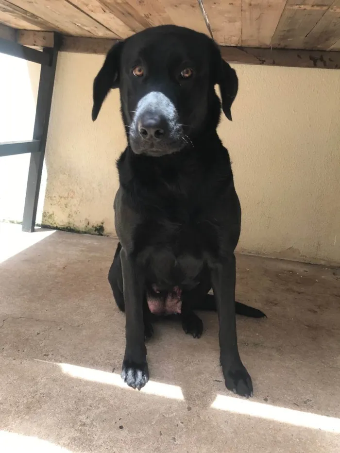 Cachorro ra a Dog alemão com lavrador  idade 2 anos nome Zoe 