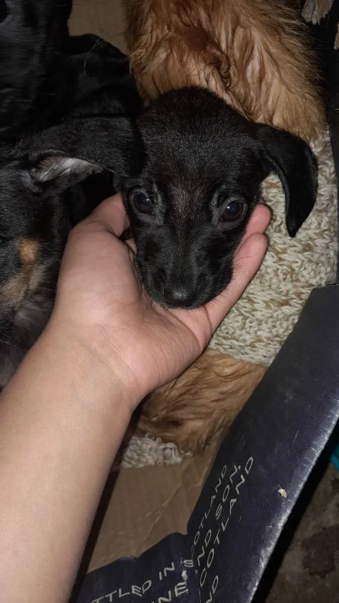 Cachorro ra a Filhote  idade 2 a 6 meses nome Sem nome