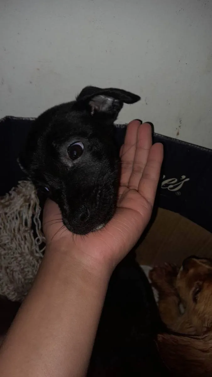 Cachorro ra a Filhote  idade 2 a 6 meses nome Sem nome